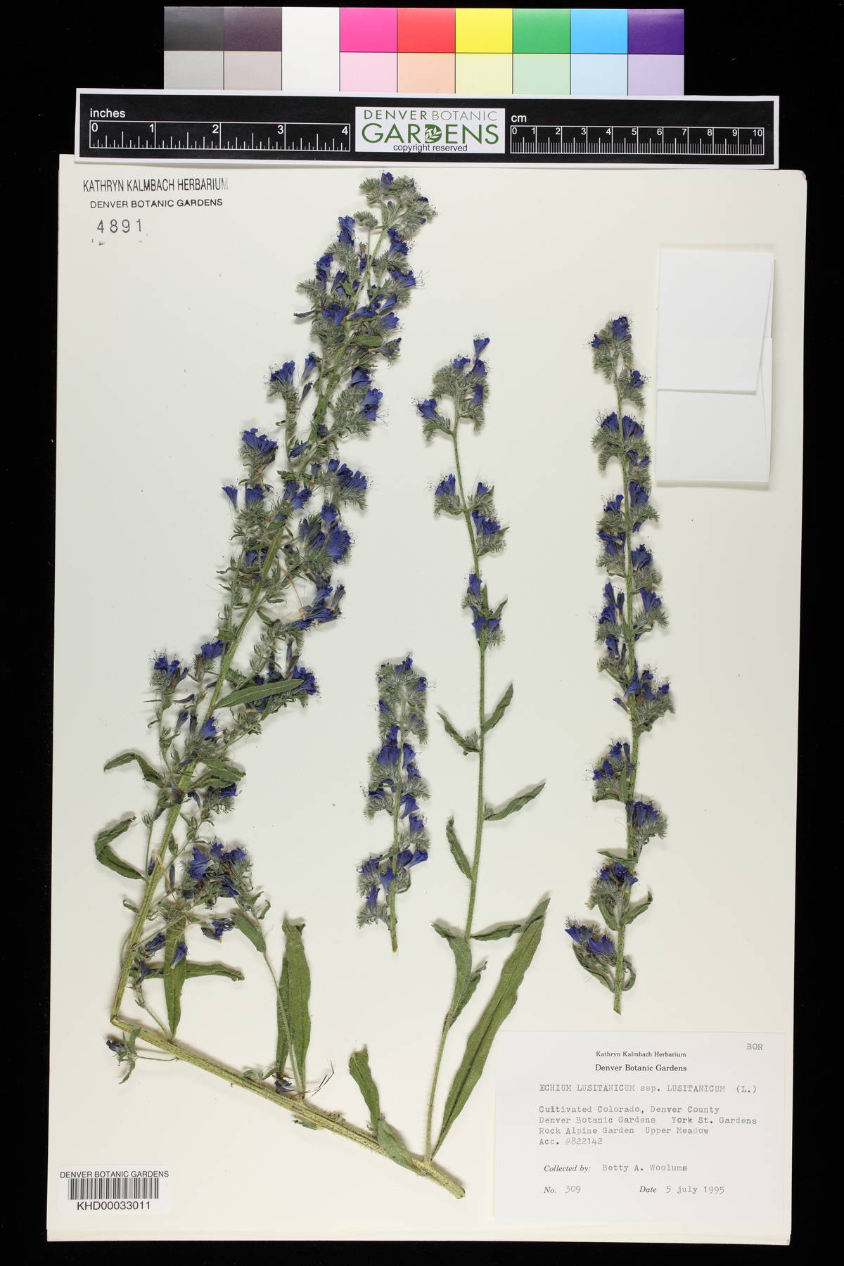 Echium lusitanicum image