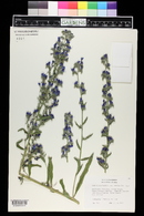 Echium lusitanicum image