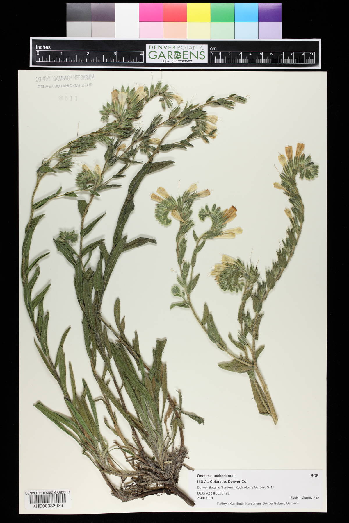 Onosma aucheriana image