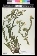 Image of Onosma aucheriana