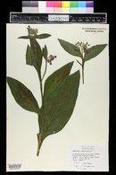 Symphytum x uplandicum image