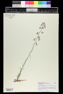 Arabis pulchra image