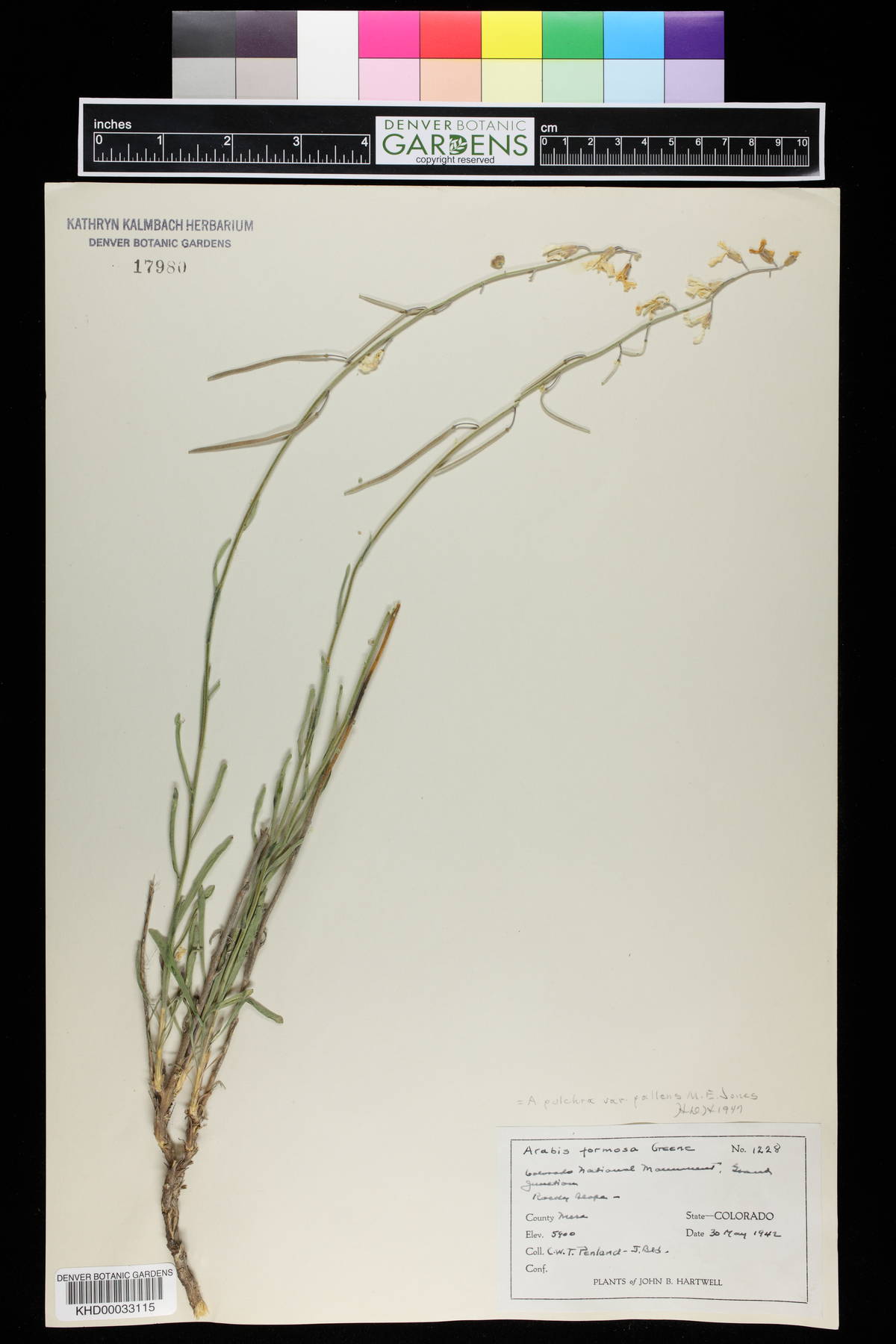 Arabis pulchra image