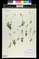 Draba rigida image