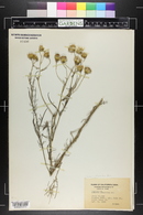 Senecio flaccidus image