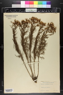 Senecio riddellii image