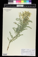 Astragalus drummondii image