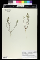 Alyssum desertorum image