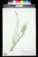 Triticum aestivum image