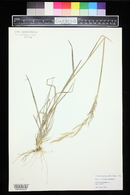 Trisetum deyeuxioides image