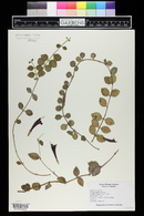 Aeschynanthus radicans image