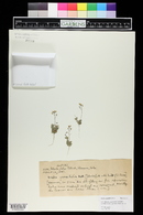 Draba cuneifolia image