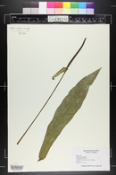 Anthurium llewelynii image
