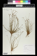 Eleocharis obtusa image