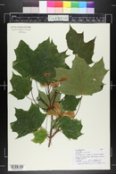 Acer platanoides image