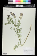 Astragalus bisulcatus image