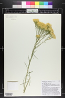 Ericameria nauseosa var. nauseosa image