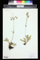 Geum triflorum image