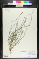 Polygonum ramosissimum image