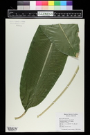 Heliconia caribaea image