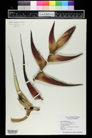 Heliconia caribaea image