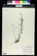 Draba aurea image