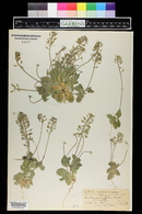 Draba cuneifolia image