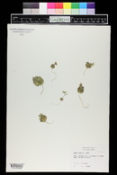 Draba cuneifolia image