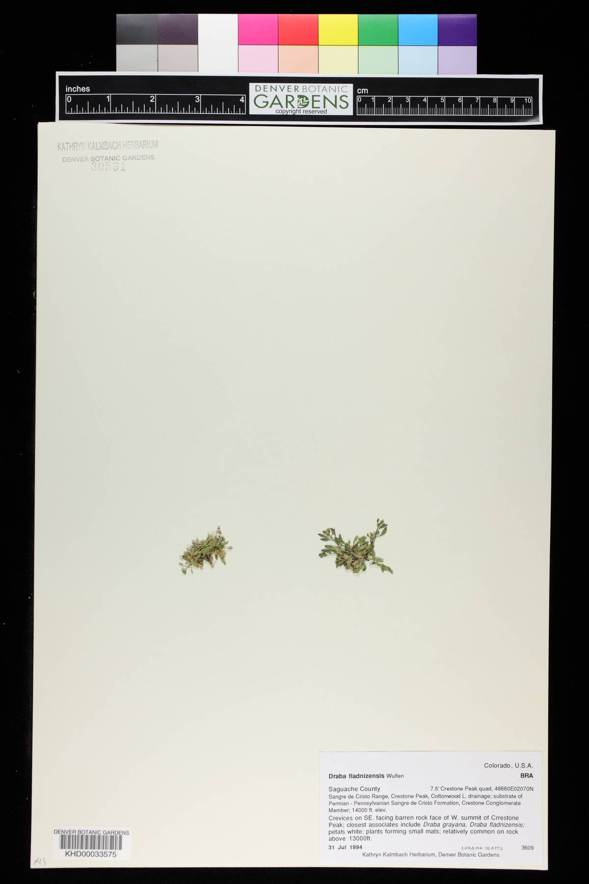 Draba fladnizensis image