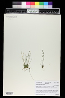 Draba fladnizensis image