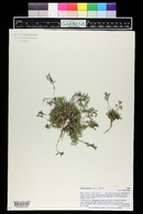 Draba grayana image