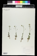 Draba nemorosa image