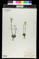 Draba streptocarpa image