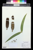 Ceratozamia latifolia image