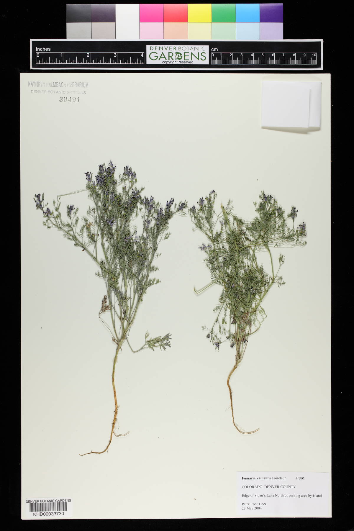Fumaria vaillantii image