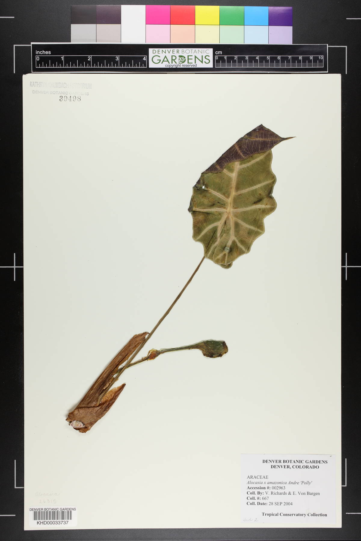 Alocasia x mortfontanensis image