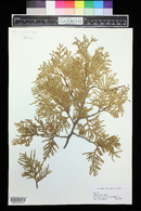 Thuja occidentalis image