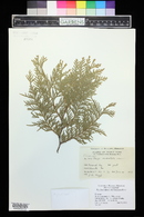 Thuja occidentalis image