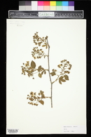 Rubus canadensis image