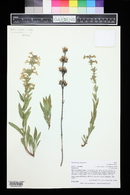 Penstemon albidus image