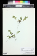 Potentilla rivalis image