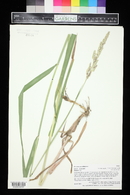 Phalaris arundinacea image