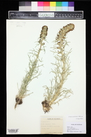 Ipomopsis spicata image