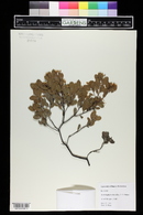 Arctostaphylos densiflora image