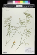 Thelypodium laxiflorum image