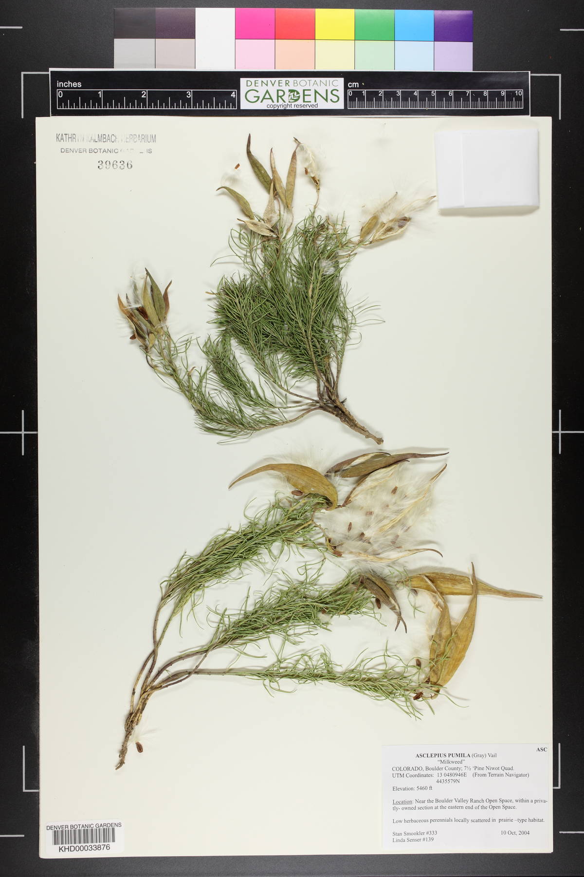 Asclepias pumila image