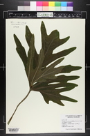 Philodendron bipinnatifidum image