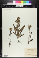 Inula brittanica image