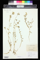 Phlox drummondii image