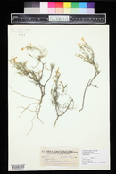 Phlox longifolia image